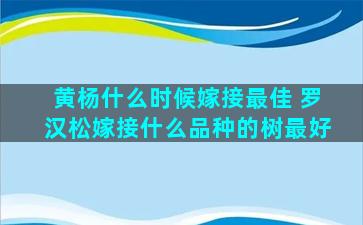 黄杨什么时候嫁接最佳 罗汉松嫁接什么品种的树最好